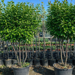 Vavrínovec lekársky (Prunus Laurocerasus) ´NOVITA´ - výška 190-220 cm, kont. C90L (-22°C) VIACKMENNÝ